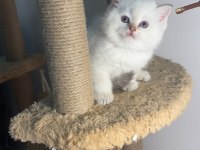 British Shorthair Point Şampiyon Bebekler