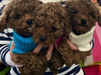 Irk Garantili Toy Poodle Yavruları