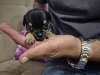 Chihuahua 1 Aylık Yavrularımız