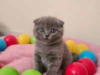 45 Günlük Lılac Ve Gri Scottish Fold Bebekler
