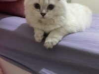 British Ahiretliklerim