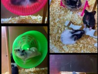 Antalya Adrese Teslim Hamster İsteyen