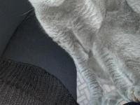 3 Tane Kedimiz Bir Anne Ve İki Yavru