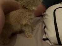 Hollanda Lop Tavşan