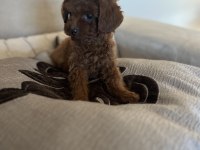 Miniş serisi poodle bebeklerimiz