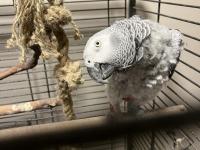 Evcil Konuşan Jako Papağanı