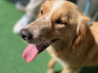 Dünya Tatlısı Bir Melez Köpeği Sahiplenme