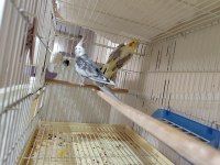 Sultan Papağanı Takım