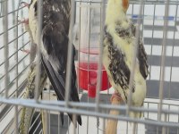 Full + Full Evcil Sadık Çift Dost Sultan Papağanı