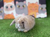 Hollanda Teddy Lop Tavşanlar