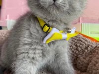 2 Aylık British Shorthair Kızımız
