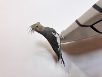 Sultan Papağanlar Sahiplendirilecek