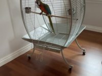 Hybrid Macaw Papağanı Eğitimli Uysal