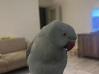 El Besleme Mavi Mutasyon Pakistan Papağanı