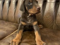 A Kalite Doberman Yavruları