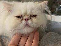 3,5 aylık yavru erkek kedimiz