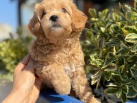 Orjinal Maltipoo Yavrular
