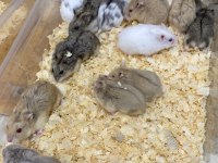 Antalya Adrese Teslim Hamster İsteyen