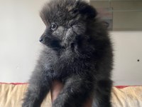 Erkek Ayıcık Pomeranian