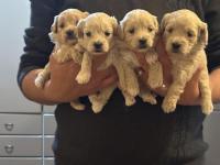 A Kalite Sağlıklı Orjinal Maltipoo