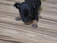 Erkek Ve Dişi Chihuahua Kardeşler