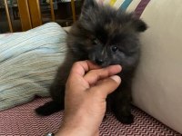 Erkek Ayıcık Pomeranian