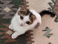 Cins kedi yavrusu evcildir