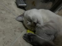 British Shorthair Blue Point Evladımı Sahiplendiriyorum