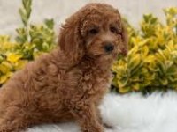Poodle yavrular red brown