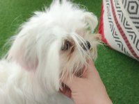 Orjinal Mikro Teacup Kore Kan Maltese
