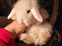 Pamuk tavşanlar ilanda