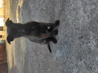 Koyu Renk Malinois Köpekler