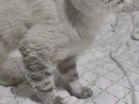 British Shorthair Mavi Gözlü