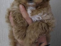 2 Erkek Maltipoo Yavrumuz