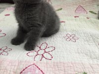 Bal Küpü Scottish Fold Bebeklerim