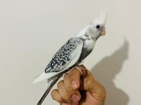 40 Günlük Sultan Papağanı Yavruları