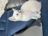 Ücretli Sahiplendirme Kedimiz