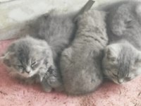 Scottish Fold Bebeklerimiz Teslime Hazırdır