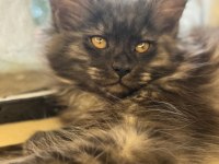 Saf maine coon yavru