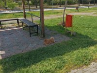 Yetişkin Pomeranian Köpeği