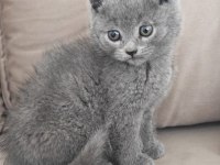 Pofuduk erkek british shorthair yavrular yuvalarını arıyor