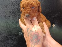 Harika Poodle Minikler