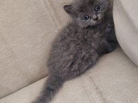 Alıştırmalık British Shorthair