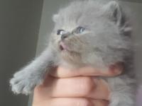 Yeni Doğmuş Yavru Kediler