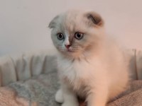 Scottish fold yavrumuz yeni yuvasını arıyor