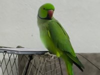 Artist Pakistan Papağanımız Yeni Sahibini Bekliyor