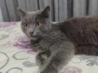 Kedimiz İçin Yardıma İhtiyacımız Var