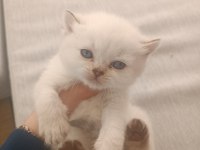 British Longhair Scottish Fold