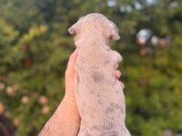 Egzotik French Bulldog Bebekler