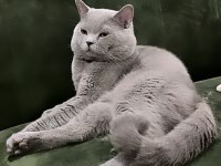 Duman British Shorthair Prenses